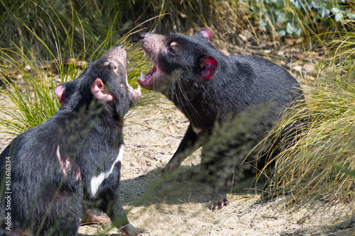 Tasmanian Devil, Sarcophilus Harrisia, they are very nervous often with the rule