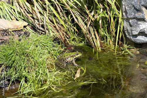 Marsh Frog, Pelophylax Ridibundus, sitting in the pond and lurks on prey