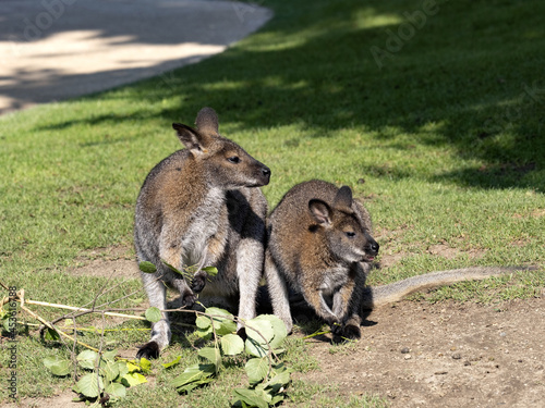 Bennett's Wallaby, Macropus r. rufogriseus, a small kangaroo, this subspecies lives in Tasmania