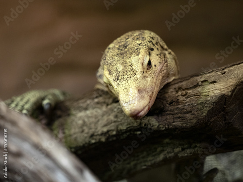 Portrait of Quince Monitor  Varanus Melinus who lives on the Molcian Islands