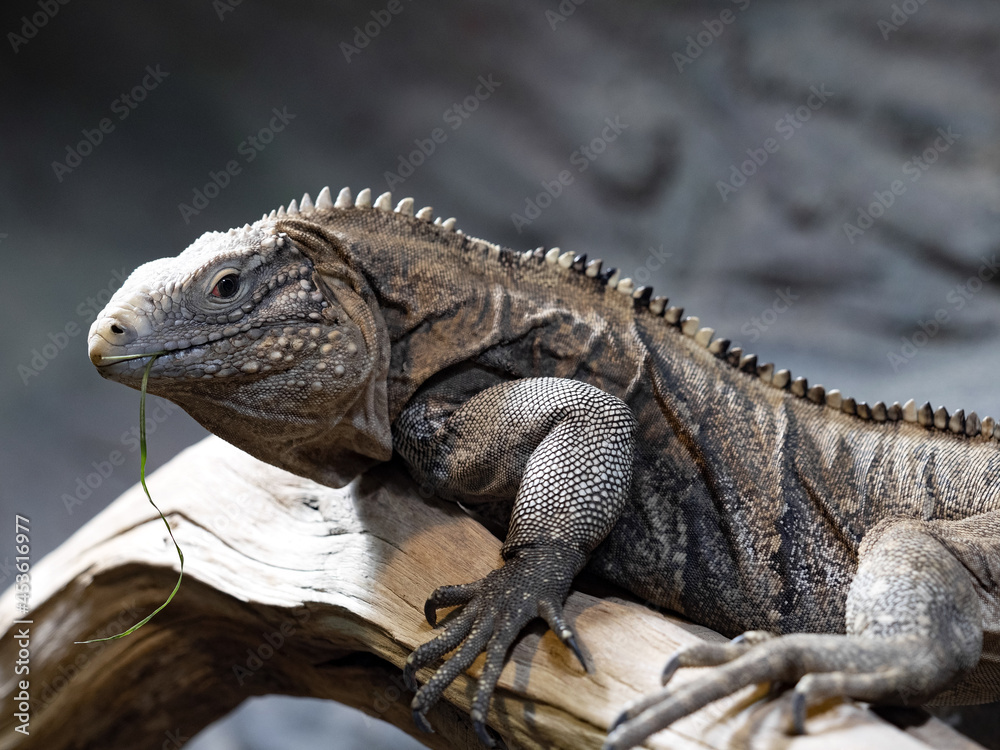 Cuban Ground Iguana, Cyclura n. Nubila, lives exclusively in Cuba is threatened by extinction
