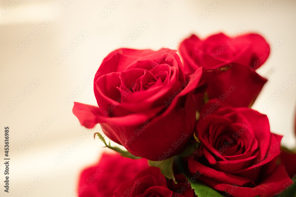 Fototapeta premium Roses