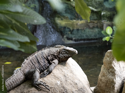 Cuban Ground Iguana  Cyclura n. Nubila  lives exclusively in Cuba is threatened by extinction