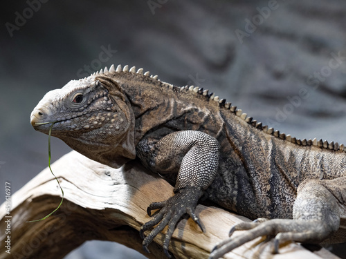 Cuban Ground Iguana  Cyclura n. Nubila  lives exclusively in Cuba is threatened by extinction