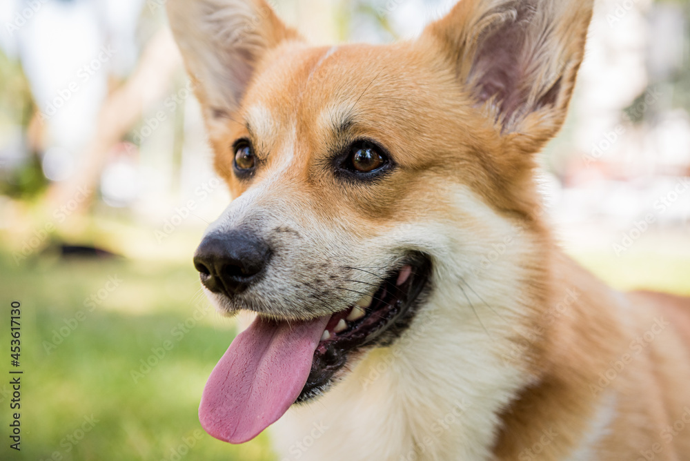 Portrait of Welsh corgi pembroke in the city park