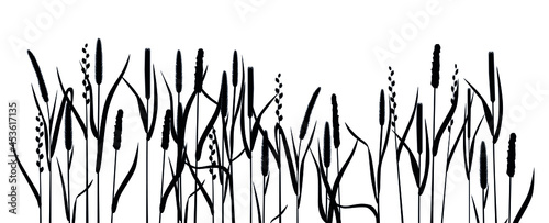 Black silhouettes Meadow cereal grasses fescue and timothy grass.