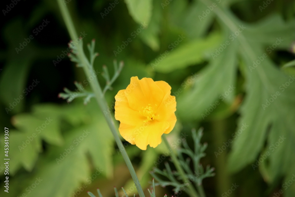A photograph of a beautiful yellow California poppy wild flower in a natural garden A photograph of a beautiful yellow California poppy wild flower in a natural garden