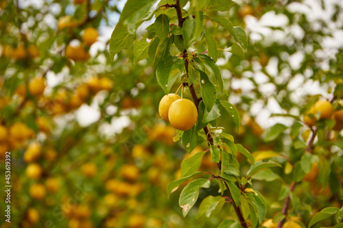 Mirabelle plum yellow, Prunus domestica