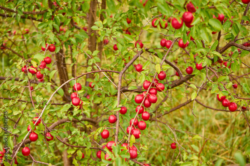 red mirabelle plum, Prunus domestica