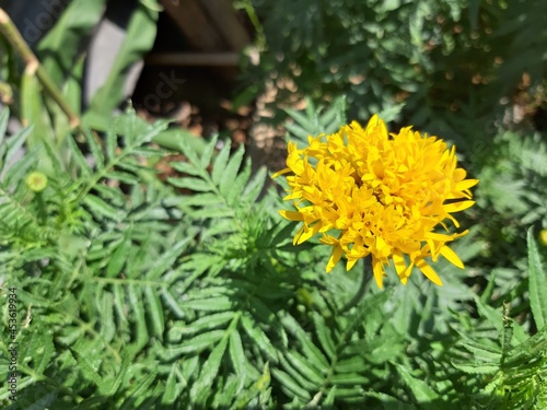 yellow flowers in the garden
