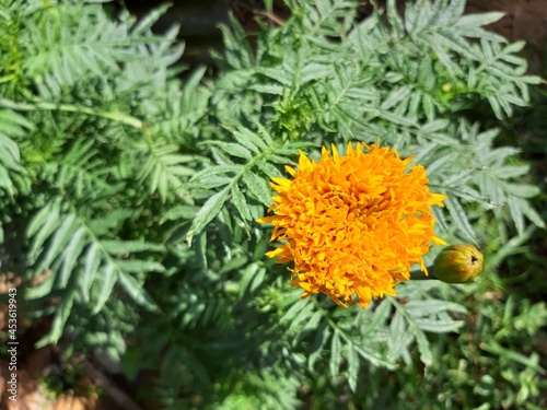flower in the garden