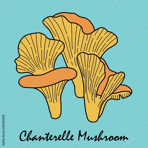 Doodle freehand sketch drawing of chanterelle mushroom vegetable.