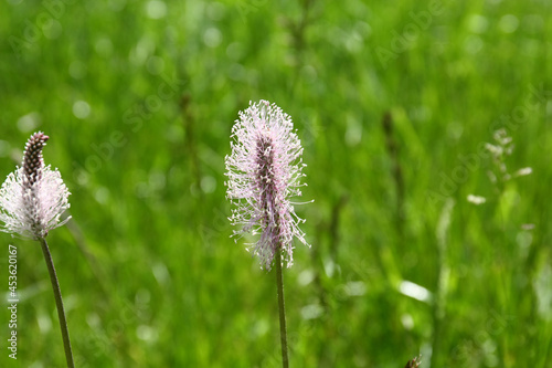 A blooming plantago flower also known as plantains or fleaworts. © matko