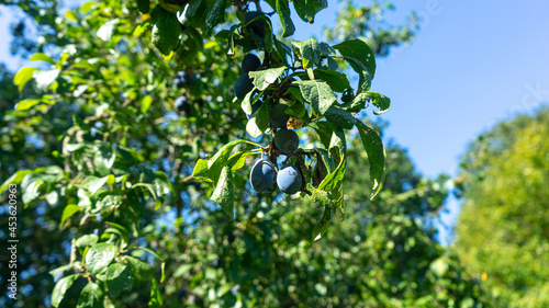 Prunus domestica also known as Damask Plum