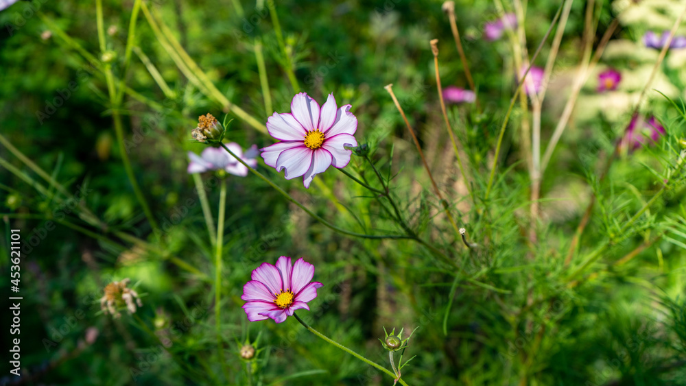Cosmos bipinnatus commonly called the garden cosmos Cosmos bipinnatus commonly called the garden cosmos