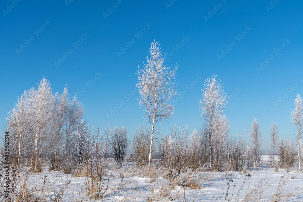 Beautiful winter landscape. Birch trees with branches covered with hoarfrost in the field against clear blue sky. Trees appears white due to snow. Beauty in nature theme. Beautiful winter landscape. Birch trees with branches covered with hoarfrost in the field against clear blue sky. Trees appears white due to snow. Beauty in nature theme.