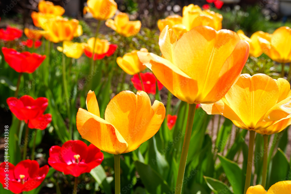 Glade of yellow and red tulips. Beautiful flowers for screensaver.