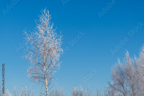 Beautiful winter landscape. Birch tree with branches covered with hoarfrost against clear blue sky. Trees appears white due to snow. Copy space for your text. Beauty in nature theme. 