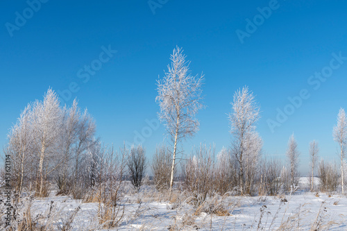 Beautiful winter landscape. Birch trees with branches covered with hoarfrost in the field against clear blue sky. Trees appears white due to snow. Beauty in nature theme.
