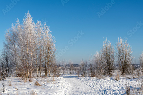 Beautiful winter landscape. Birch tree with branches covered with hoarfrost against clear blue sky. Trees appears white due to snow. Copy space for your text. Countryside road. Beauty in nature theme.