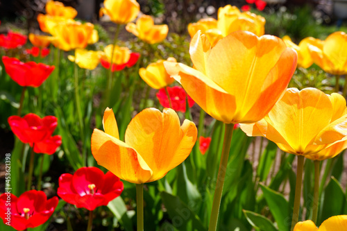 Glade of yellow and red tulips. Beautiful flowers for screensaver.