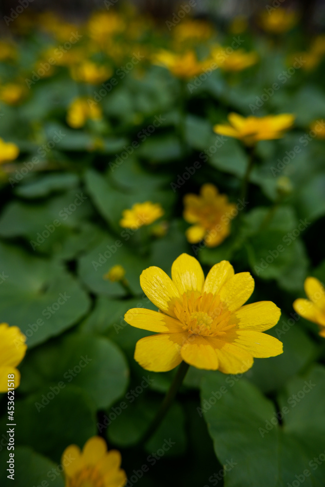 Beautiful little yellow flowers in green foxes. Great screensaver or photo wallpaper. Beautiful little yellow flowers in green foxes. Great screensaver or photo wallpaper.