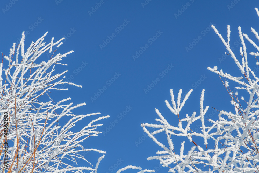 Close-up view of birch tree branches covered with hoarfrost against clear blue sky. Frost looks like ice crystals. natural frame. Winter weather forecast theme. Close-up view of birch tree branches covered with hoarfrost against clear blue sky. Frost looks like ice crystals. natural frame. Winter weather forecast theme.