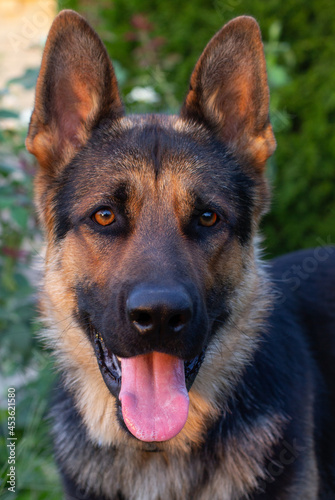 Portrait of a German Shepard in the summer sun