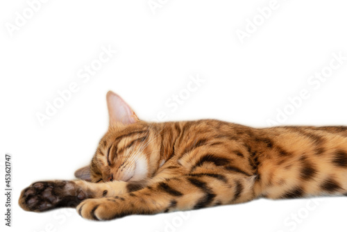Cute bengal cat sleeping sweetly on white background