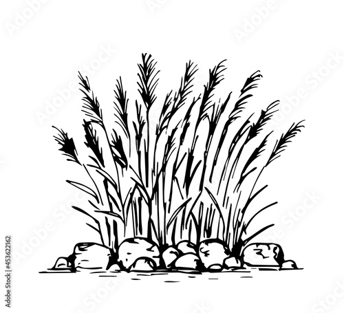 Simple hand-drawn vector drawing in black outline. Lake shore, river. Reeds, stones in the water, swamp. Nature, landscape, duck hunting, fishing. Ink sketch.