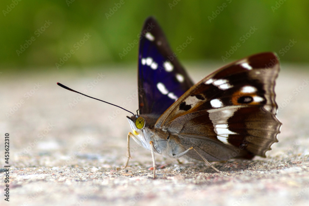 Obraz premium butterfly on the ground