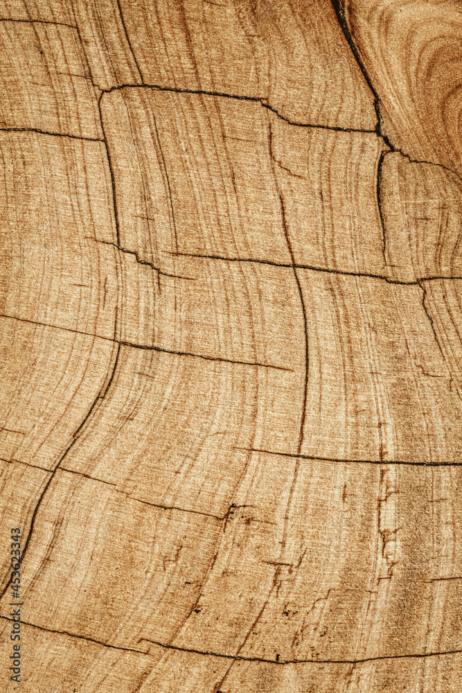 Obraz premium Texture bois d'un billot