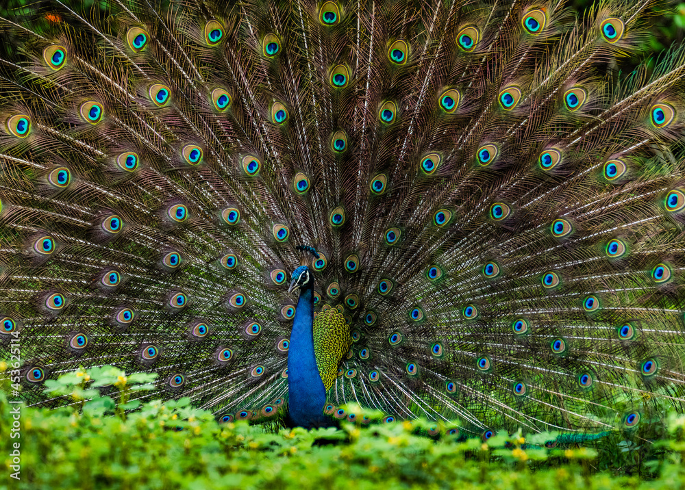 Obraz premium Monsoon Magic