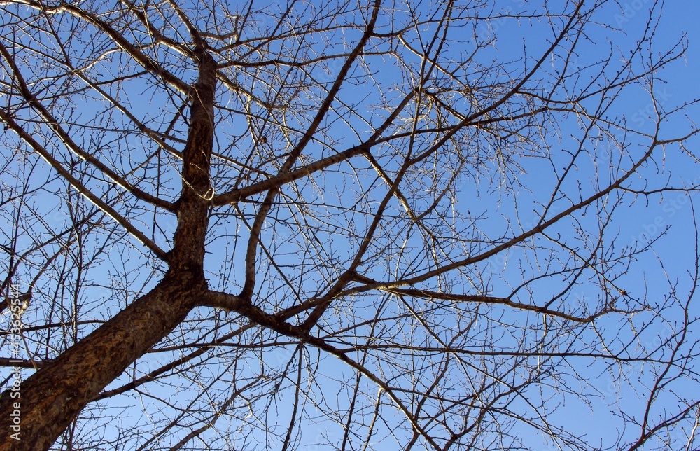 Dry branches of trees with bluesky background Dry branches of trees with bluesky background