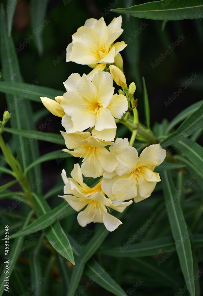 Obraz premium yellow flowers in green bushes