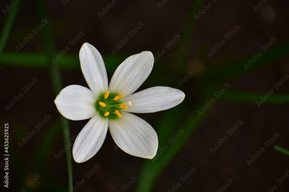 white and yellow flower lily white and yellow flower lily