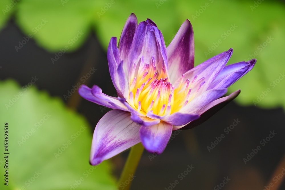 Purple white lotus in the pond, The lotus flower is one of the flowers that people are popular around the world.