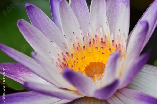 Purple white lotus in the pond, The lotus flower is one of the flowers that people are popular around the world.