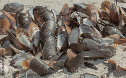Why are sea shells empty?The shells are empty because the animal has died and the soft parts have been eaten by another animal or have decomposed.