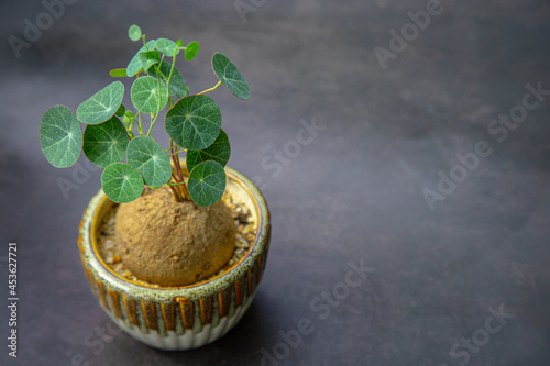 Stephania erecta in pot on dark tone background with copy space. photo
