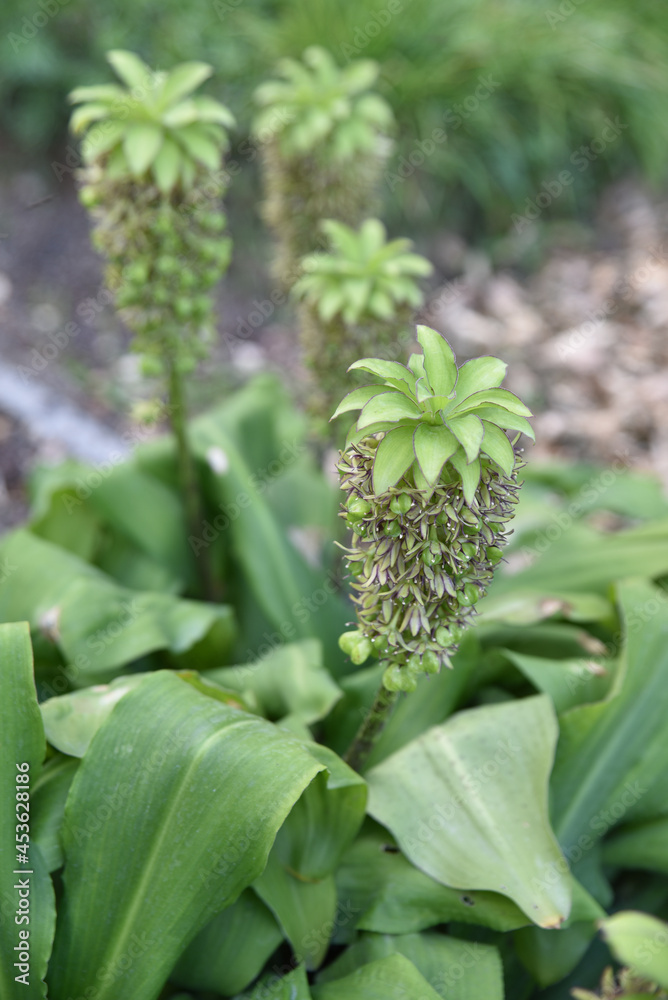 Eucomis bicolor d'Afrique du Sud en automne Eucomis bicolor d'Afrique du Sud en automne