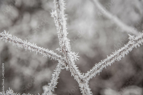 Obraz na plátně frostbitten tree branches