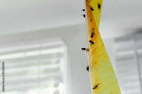 fly tape with stuck insects, close-up.