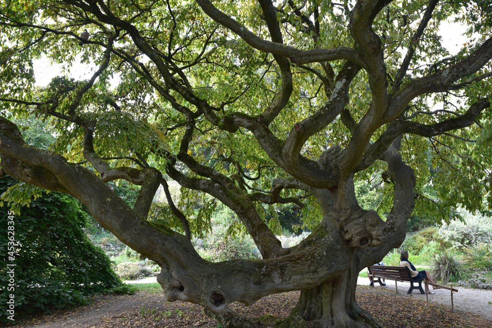 Vieil arbre au jardin