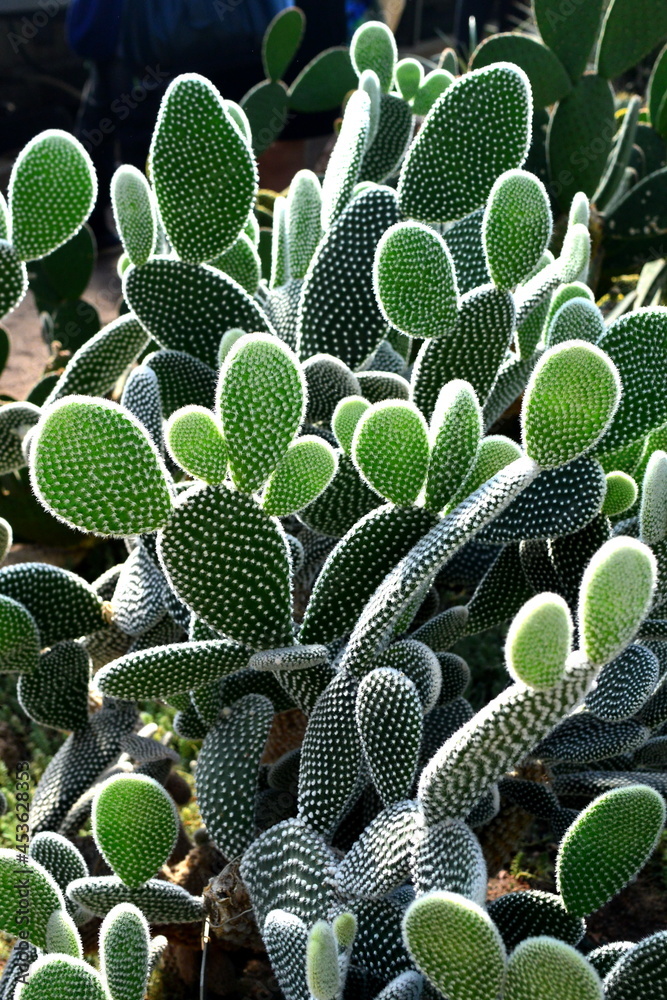 Opuntia cactus. Green cacti plant in sunny day.