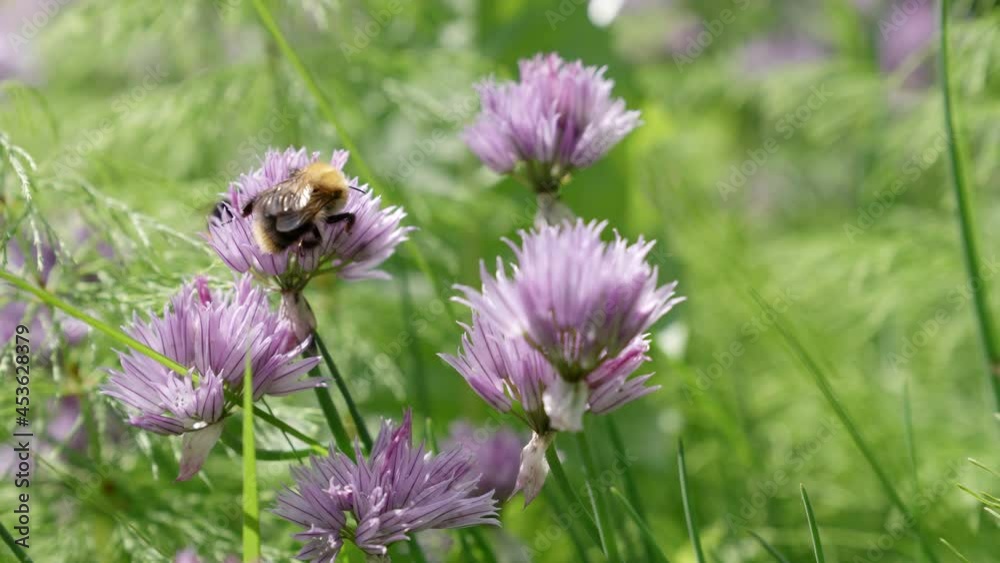 macro a bee collects nectar from a clover flower in a meadow in summer macro a bee collects nectar from a clover flower in a meadow in summer