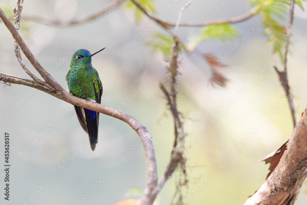 Goldbrust-Höschenkolibri (Golden-breasted puffleg)
Ecuador, Yanacocha Goldbrust-Höschenkolibri (Golden-breasted puffleg)
Ecuador, Yanacocha