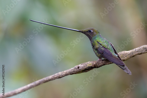 Schwertschnabelkolibri (Sword-billed hummingbird) Ecuador, Yanacocha
