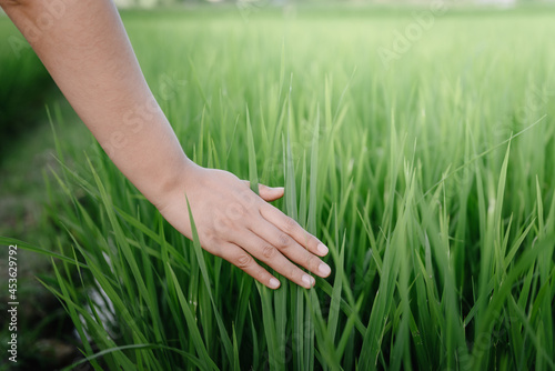 Female Hand is Touching Rice Leaves in Agriculture Farm, Close-Up of Woman Hand Touched Fresh Rice Leaf in The Rice Field. Farmer Woman Relaxation While Touching Rice Sprouts in The Farming Fields