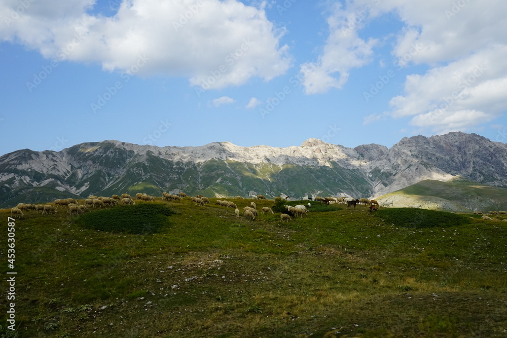 Grazing sheeps in Campo Imperatore on a summer day, Abruzzo, Gran Sasso National Park, Italy